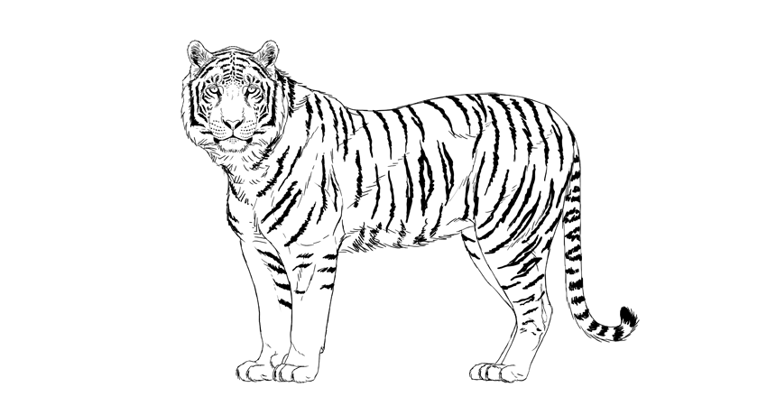 850x460 How To Draw A Tiger - Full Drawing