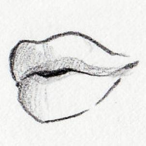 302x302 How To Sketch Mouths, Step - Full Lips Drawing