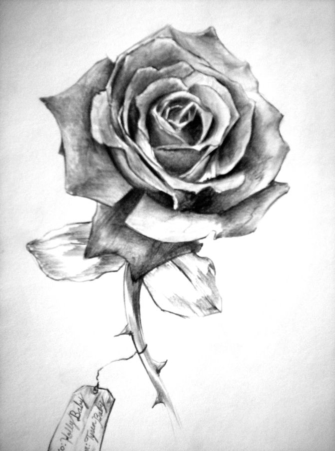 671x904 Drawings Of Roses In Black And White Gallery Images - Full Rose Drawing