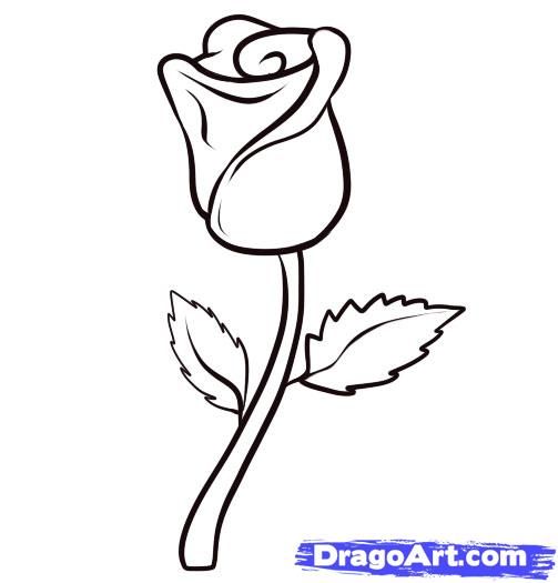 503x525 Easy To Draw Sexiest Rose How To Draw A Rose Step For Details - Full Rose Drawing