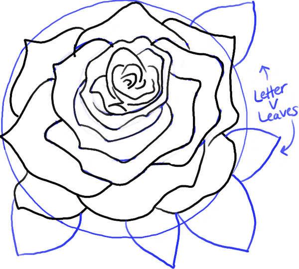 600x540 How To Draw Roses Opening In Full Bloom Step - Full Rose Drawing