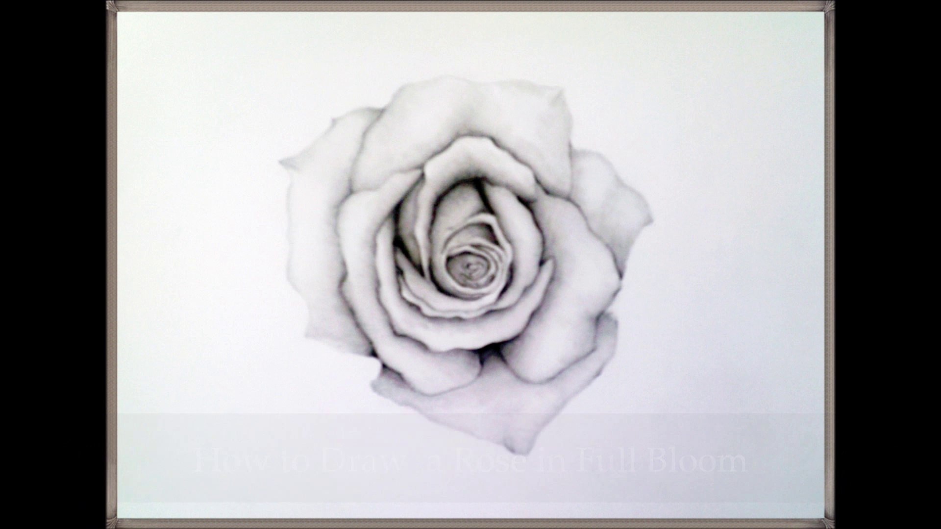 1920x1080 How To Draw A Rose In Full Bloom Steps - Full Rose Drawing