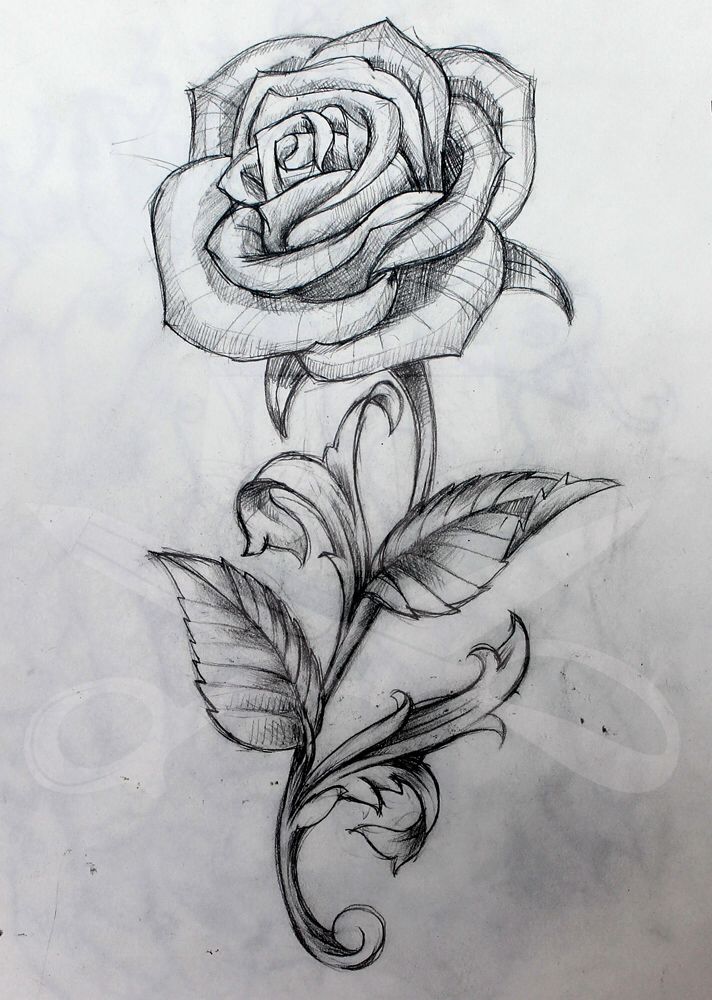 712x1000 possible future tattoo tattoos tattoos, rose drawing tattoo - Full Rose Drawing