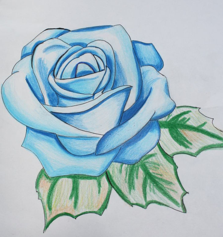 730x774 Rose Drawings Rose Drawings Art Ideas Design Trends Premium - Full Rose Drawing