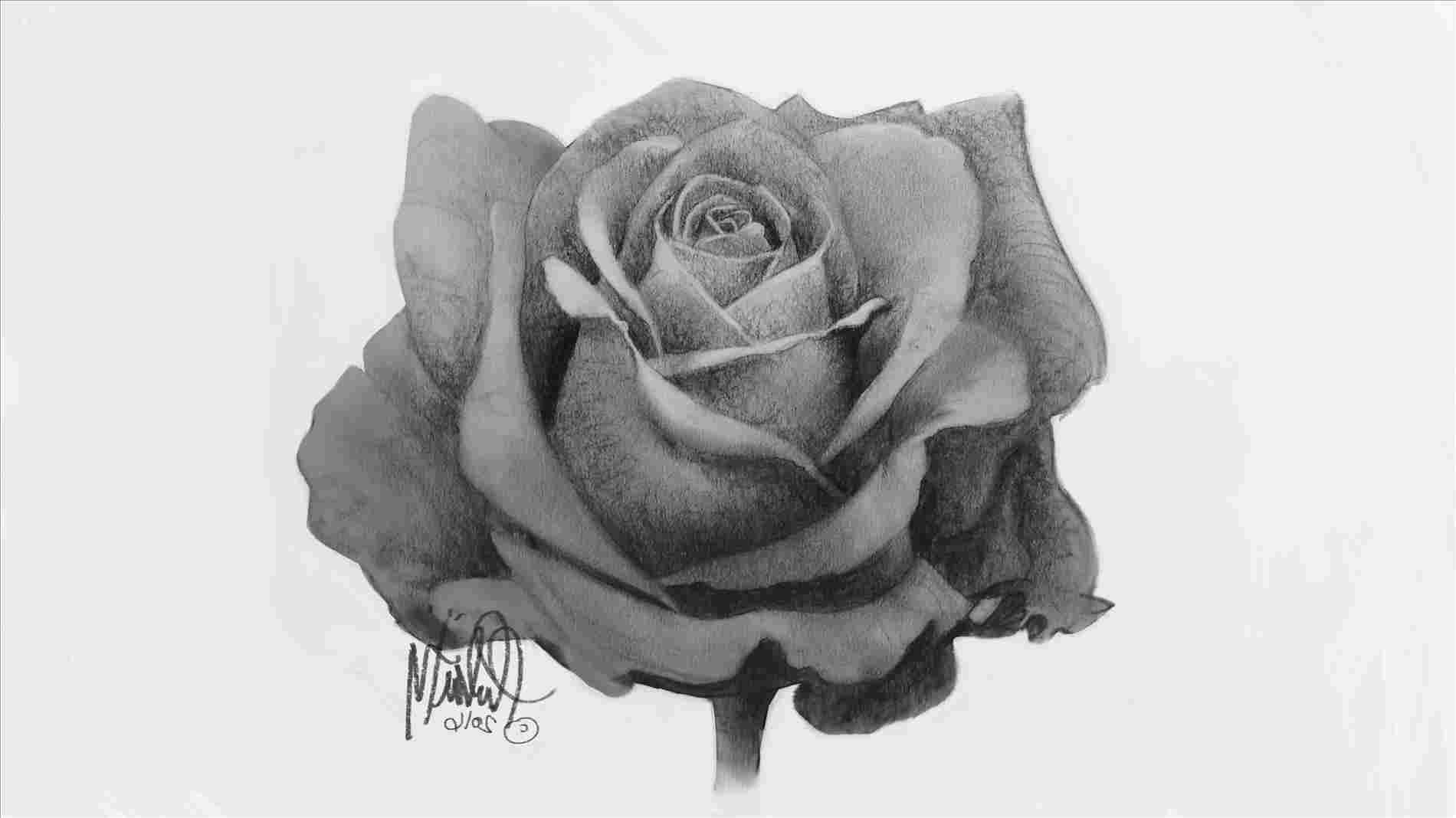 1900x1068 Rose Flower Images Full Size Sketch - Full Rose Drawing
