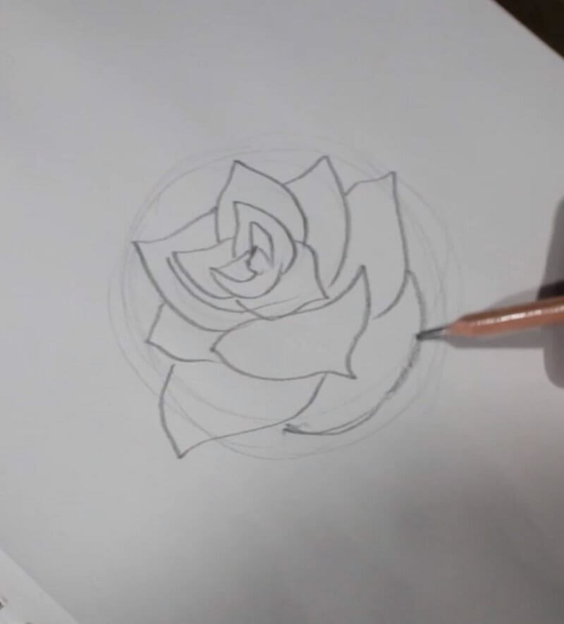 800x885 Rose Drawings Step - Full Rose Drawing