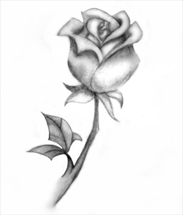 585x689 Rose Drawing Free Premium Templates Roses Drawings Bethpowell - Full Rose Drawing
