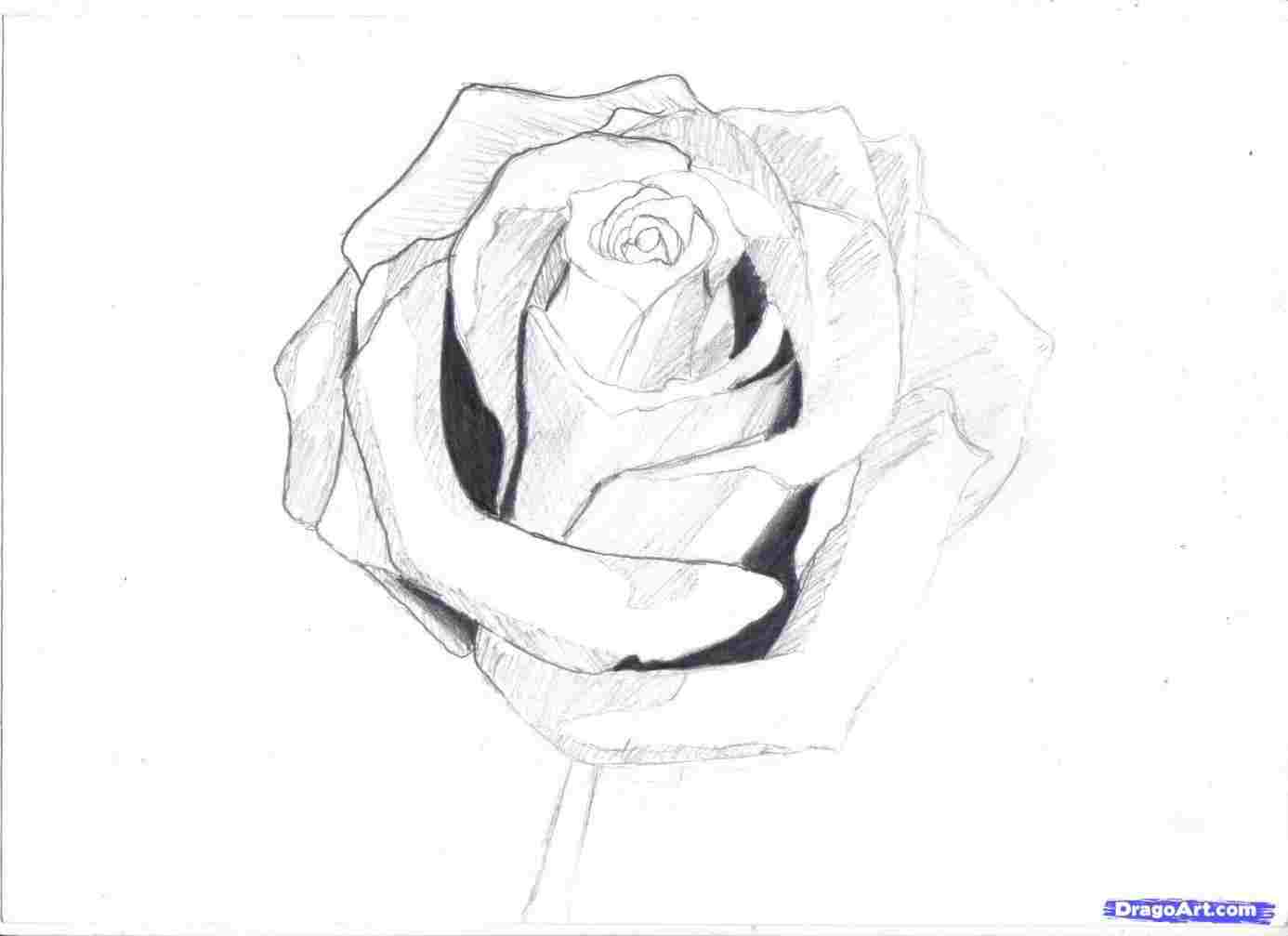 Full Rose Drawing at PaintingValley.com | Explore collection of Full ...