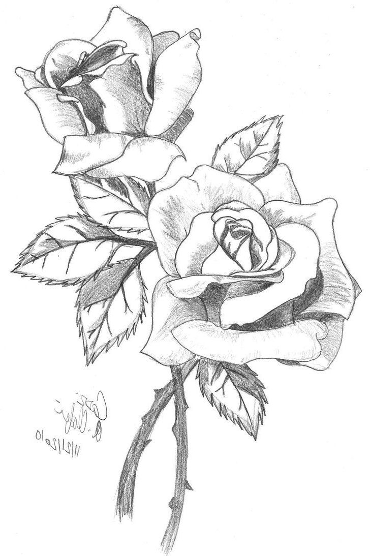 730x1094 Full Hd Rose Line Drawing Photo Best Rose Drawings - Full Rose Drawing