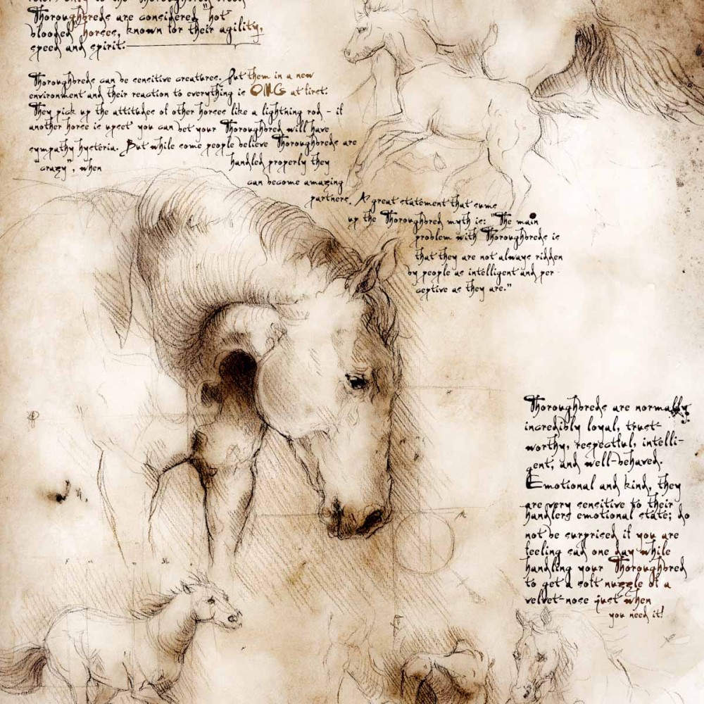 1000x1000 Thoroughbred Study A Full Size Da Vinci Style Drawing - Full Size Drawings