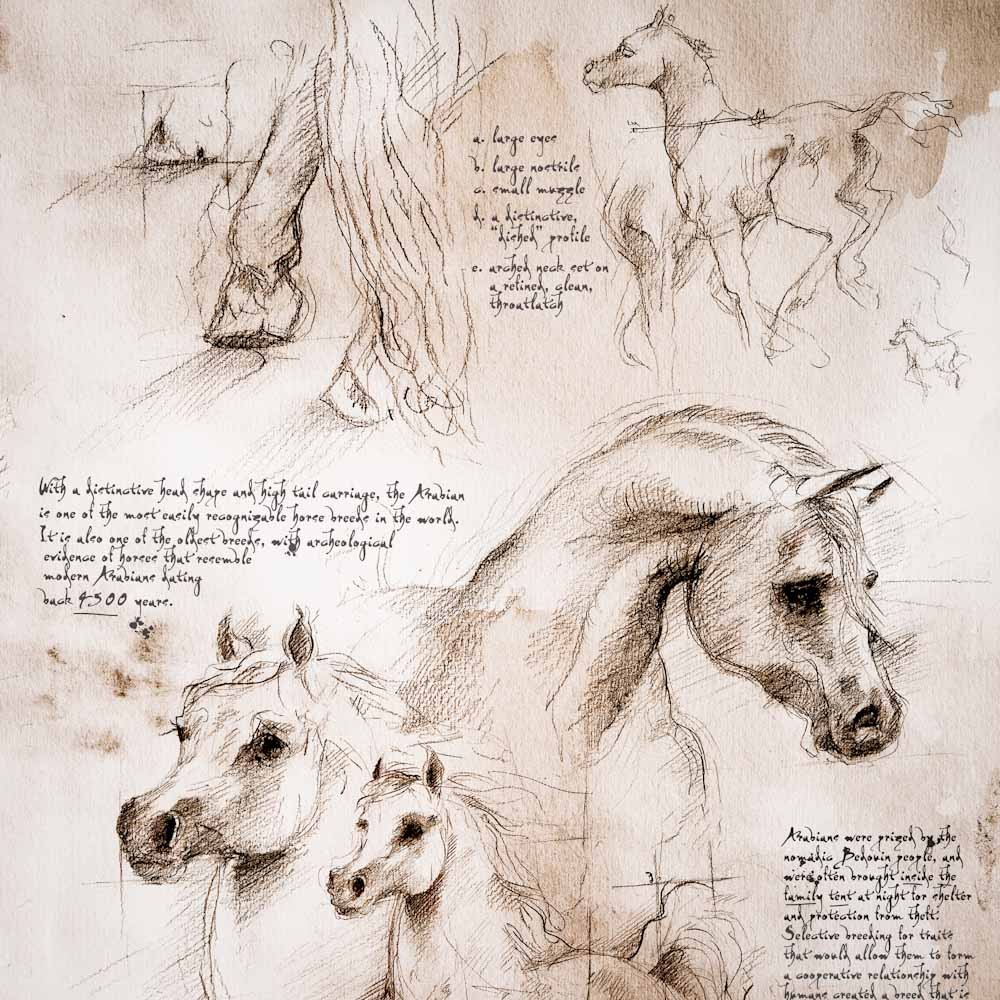 1000x1000 Arabians Study A Full Size Da Vinci Style Drawing - Full Size Drawings
