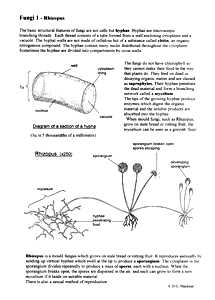 215x300 fungi biology teaching resources drawings - Fungi Drawing