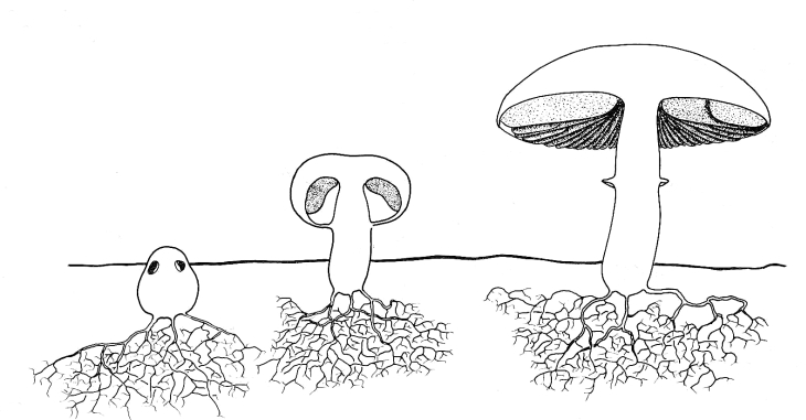 Fungi Drawing at PaintingValley.com | Explore collection of Fungi Drawing