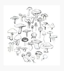 210x230 fungi drawing photographic prints redbubble - Fungi Drawing