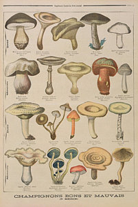 201x300 fungi drawings fine art america - Fungi Drawing