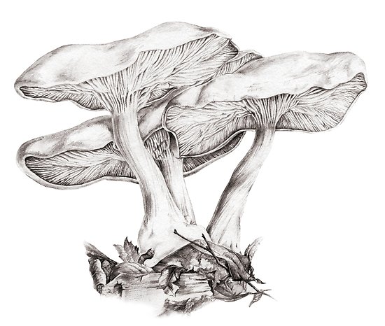 550x466 fungi mushroom study mono pencil drawing posters - Fungi Drawing