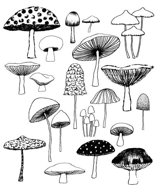 540x666 mushrooms, limited edition giclee print drawing ideas lessons - Fungi Drawing