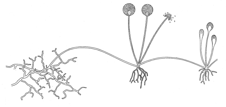730x347 rhizopus illustrations of fungi biology teaching resources - Fungi Drawing