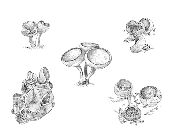 600x466 scientific illustration - Fungi Drawing
