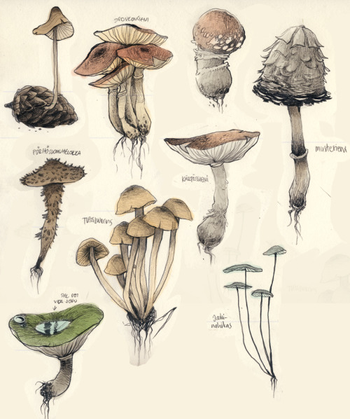 Fungi Drawing at Explore collection of Fungi Drawing