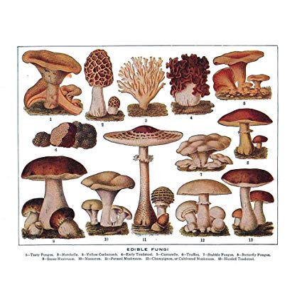 425x425 wee blue coo drawing edible fungi mushrooms scientific - Fungi Drawing
