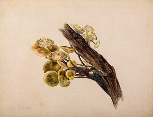 600x461 beatrix potter, mycologist the beloved children's book author - Fungi Drawing