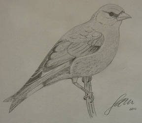 288x250 drawings and shizz - Funky Drawings