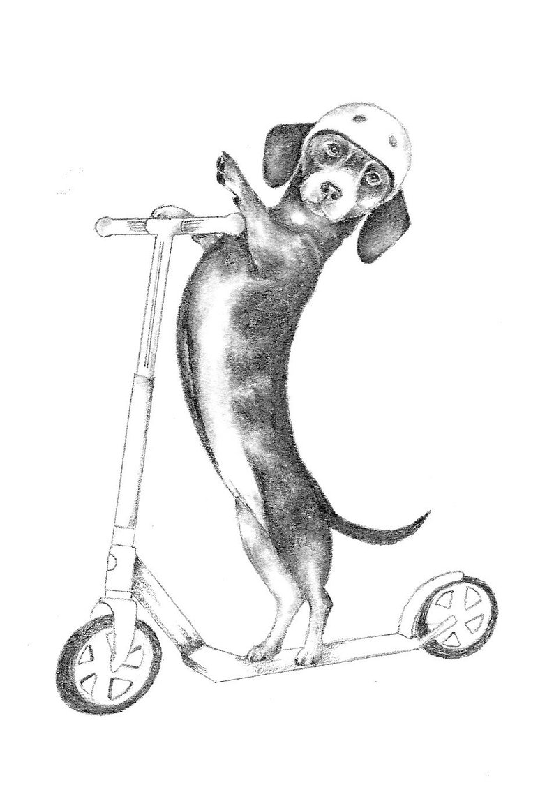 794x1135 Scootering Dog Artwork Pencil Drawing Dog Drawing Funny Etsy - Funny Dog Drawing