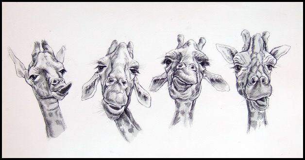 628x329 Funny Giraffe Drawing - Funny Giraffe Drawing