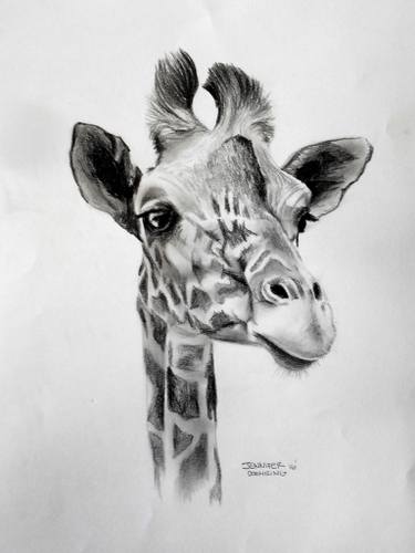 375x500 Giraffe Drawing - Funny Giraffe Drawing