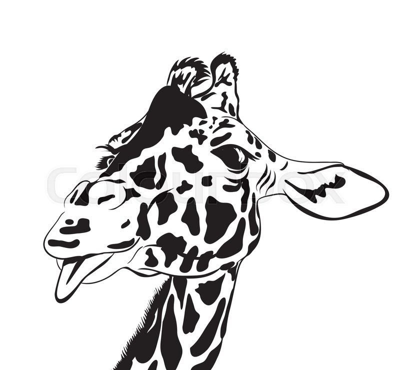 800x740 giraffe vector of a funny giraffe on stock vector colourbox - Funny Giraffe Drawing