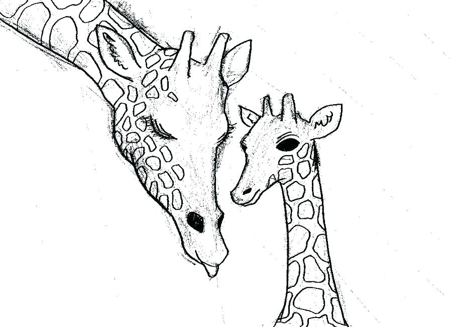 900x653 funny giraffe coloring pages cute animals medium size cutest baby - Funny Giraffe Drawing