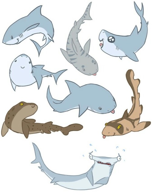 500x641 Sharks Shared - Funny Shark Drawing