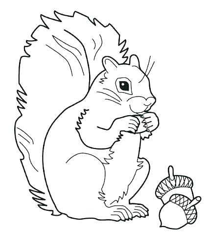 40 Cute Squirrel Coloring Pages Pictures