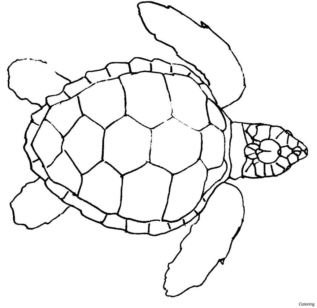 Funny Turtle Drawings at Explore collection of