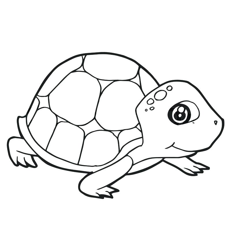 Funny Turtle Drawings at PaintingValley.com | Explore collection of ...