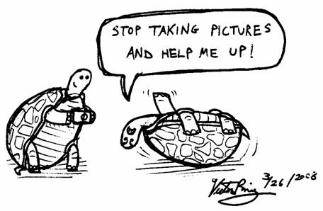 456x298 Turtle Down - Funny Turtle Drawings