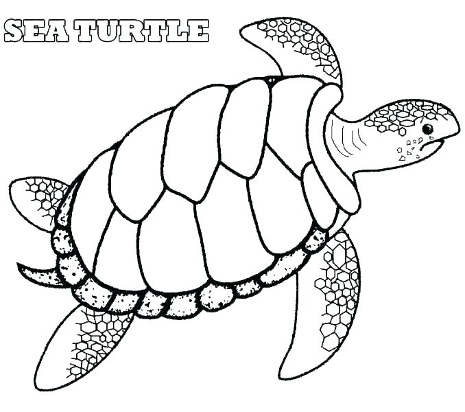 678x600 Coloring - Funny Turtle Drawings