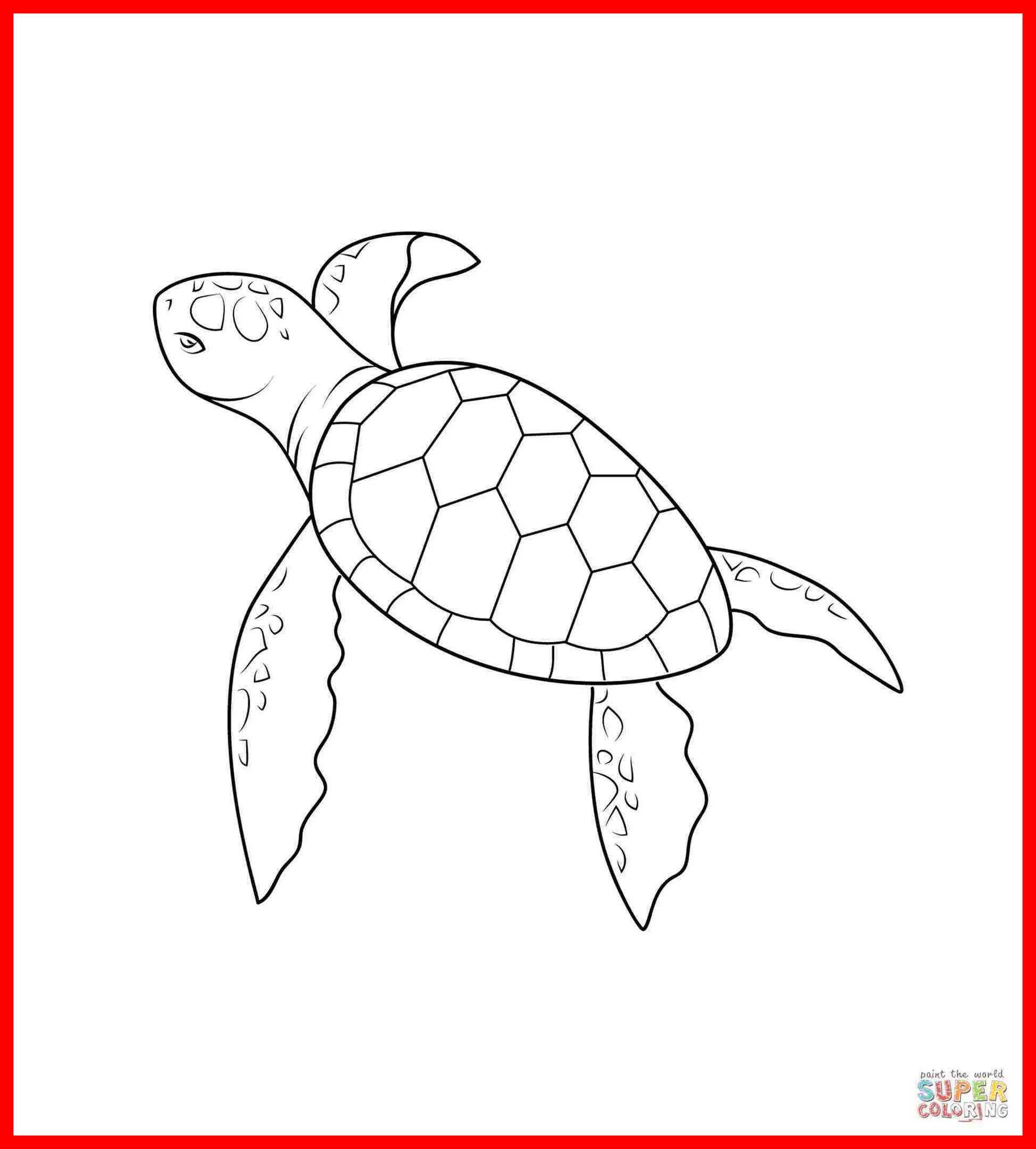 Funny Turtle Drawings at Explore collection of