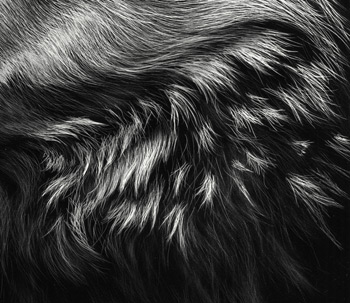 Fur Texture Drawing at PaintingValley.com | Explore collection of Fur ...