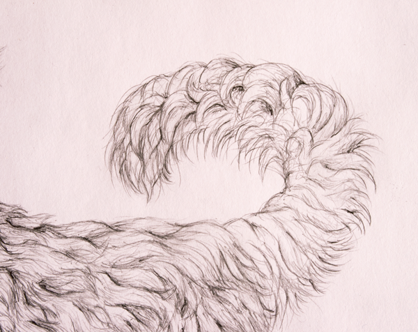 600x476 how to draw animals quickly render fur - Fur Texture Drawing