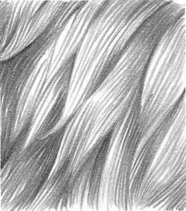  Fur Texture Drawing at PaintingValley.com Explore collection of Fur 