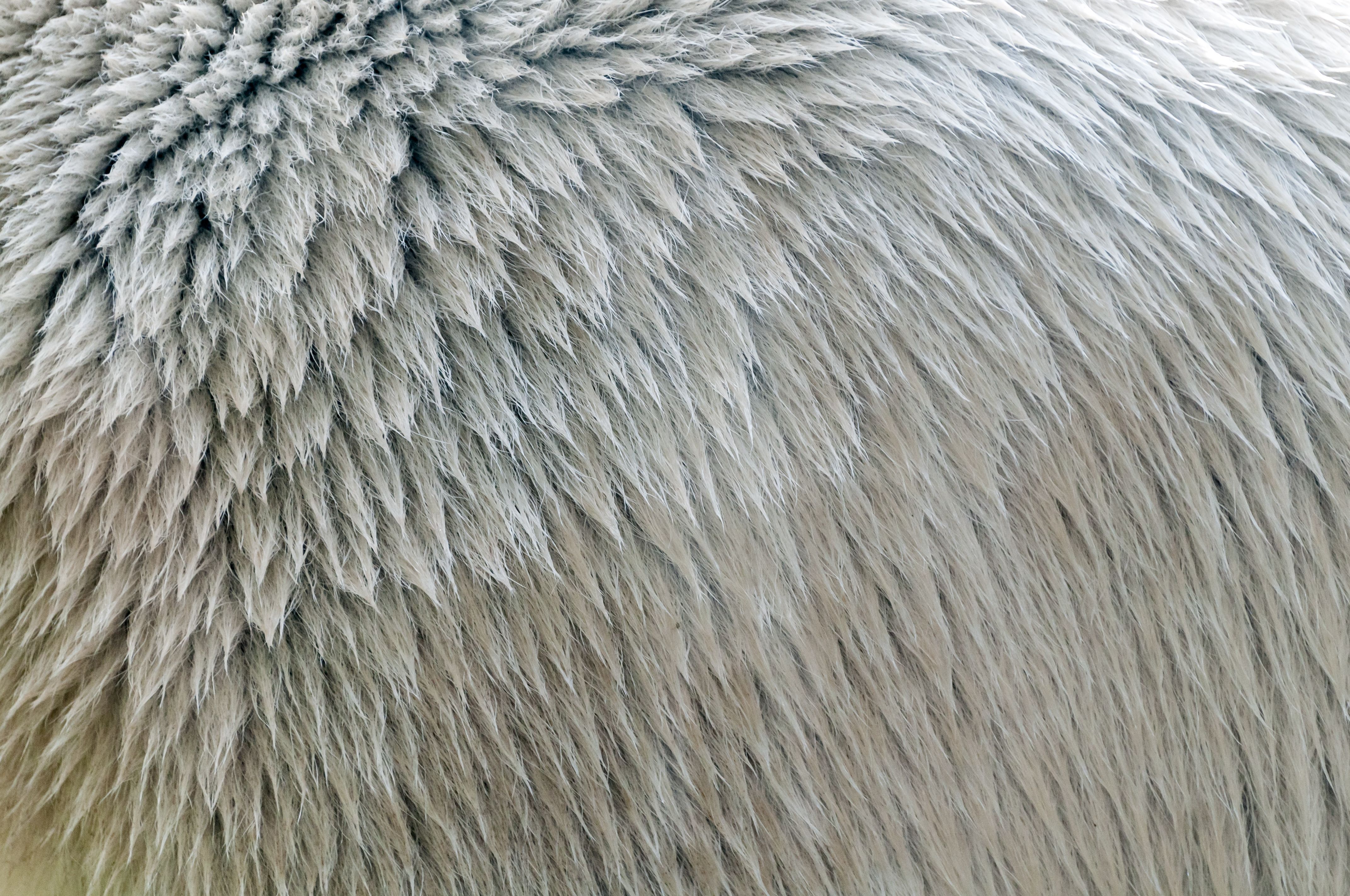 4288x2848 polar bear fur texture close up - Fur Texture Drawing