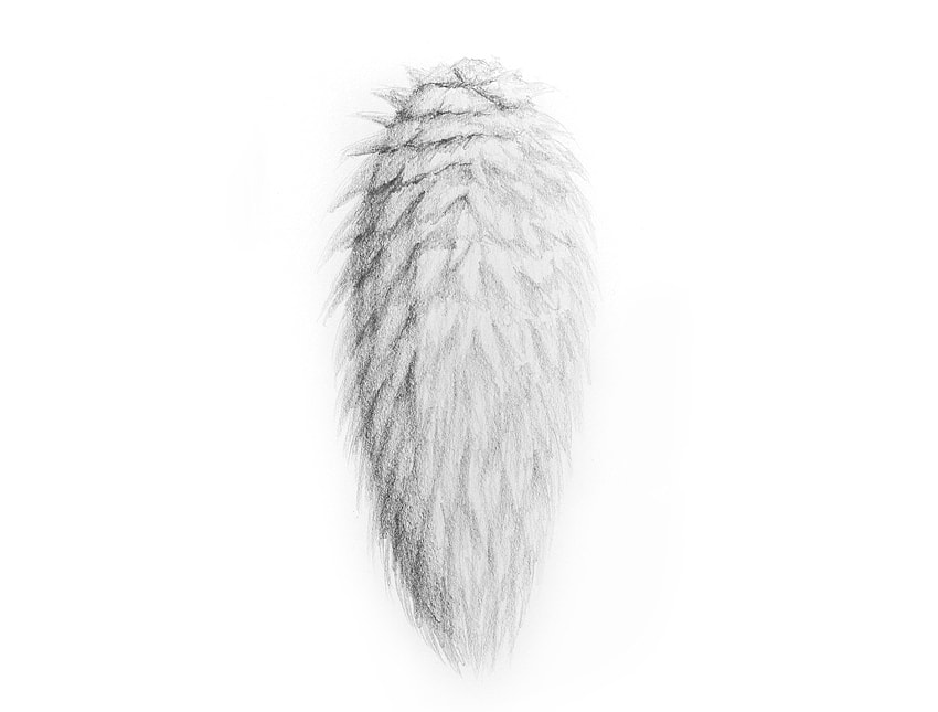 850x645 texture drawing fur for free download - Fur Texture Drawing