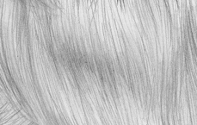 288x182 Tips For Drawing Dogs - Fur Texture Drawing