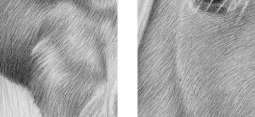 500x230 you'll never think of drawing a horse the same way - Fur Texture Drawing