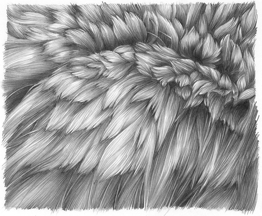 900x743 beautiful illustration of wolf fur texture in drawings - Fur Texture Drawing