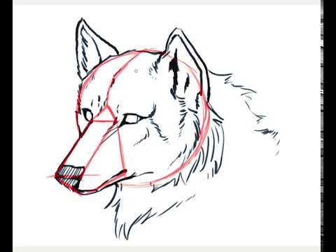 480x360 Furry Tutorial - Furry Wolf Drawing