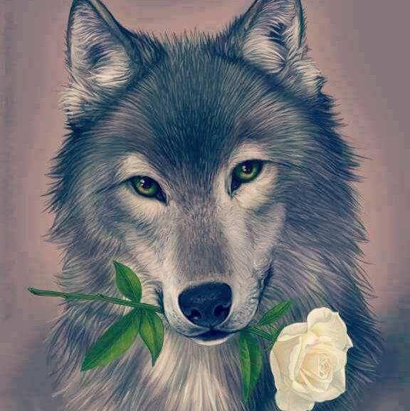 576x577 Wolf Furry Drawing Rose Cute Sweet Lightcrosseffect Dra - Furry Wolf Drawing