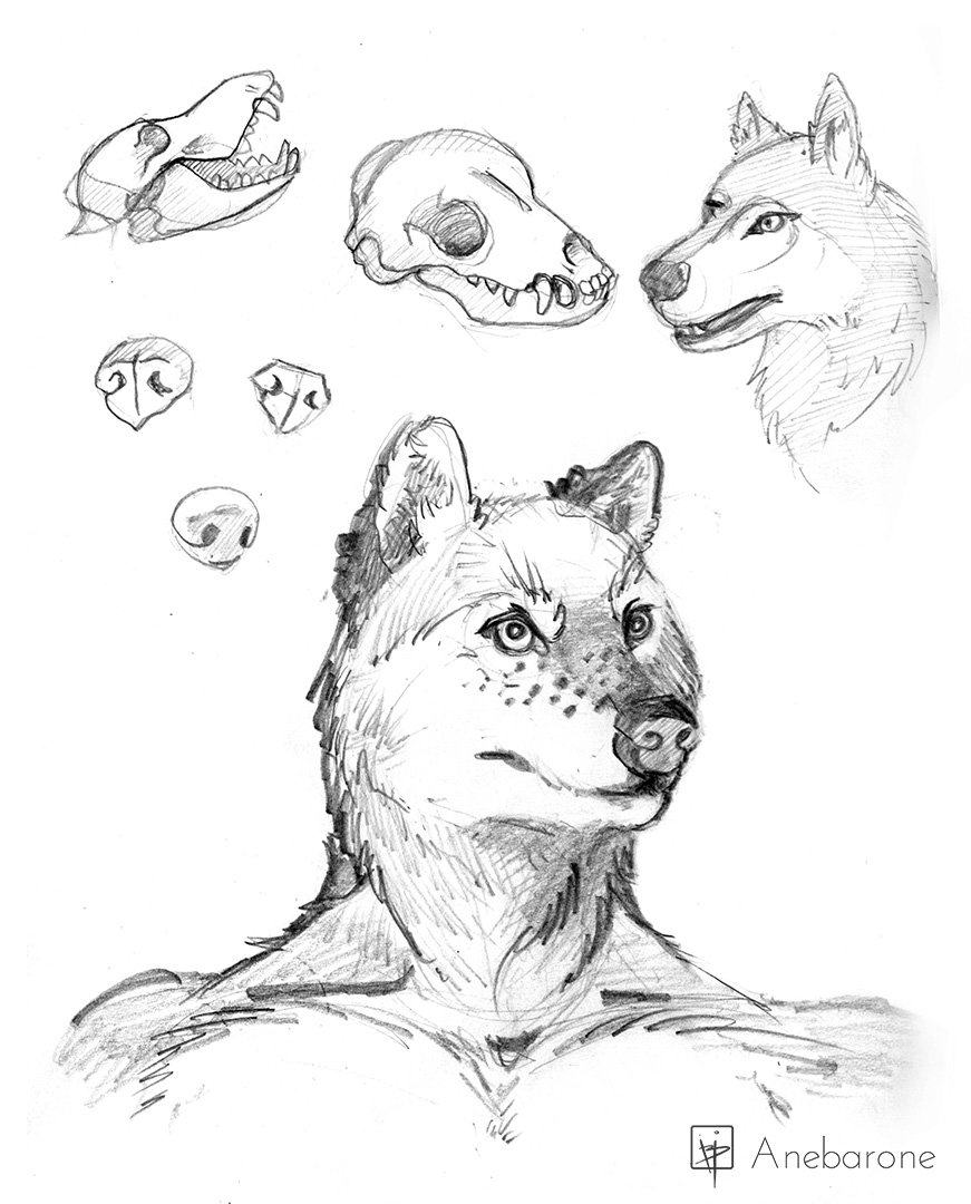 871x1080 Anthrofurry Wolf Art Streaming Anebarone - Furry Wolf Drawing